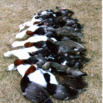 Akansas snow geese and red heads