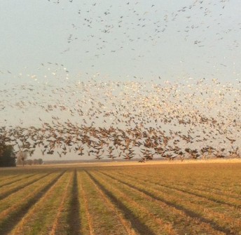 Arkansas Duck Hunts