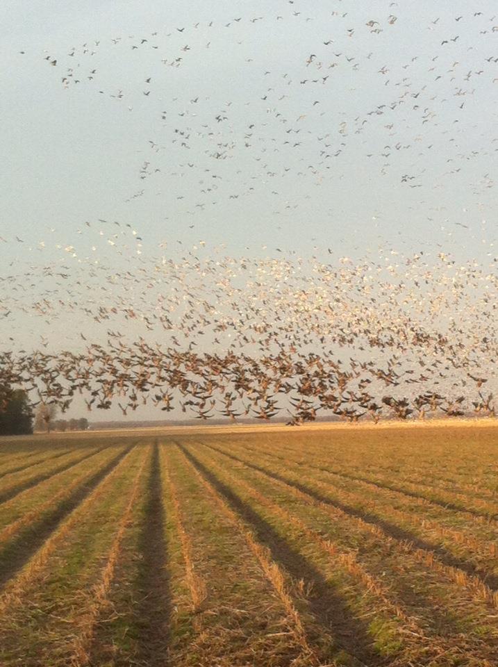 Arkansas Duck Hunts