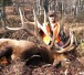 Tennessee Exotic trophy elk, trophy hunts in TN
