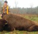 buffalo puts a lot of meat in the freezer!