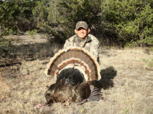 New Mexico long beard on the ground
