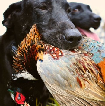 Pheasant Hunts